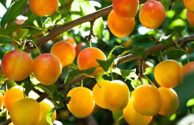 Chemin du Grand Pré - Foto 16