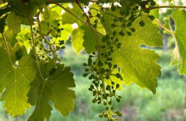 Cruna di Subida Wine Country House - Foto 48