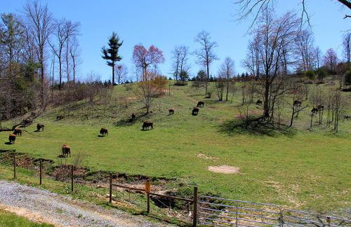 Glamping Caboose Rental Perfect for Families near Clyde, North Carolina - Foto 13