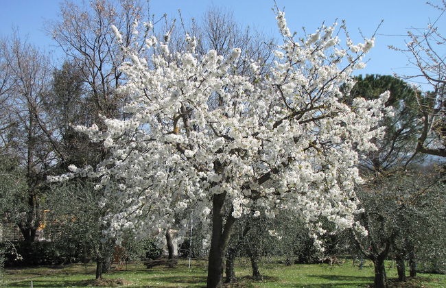 Poggio delle Rose Tuscany Relais - Foto 59
