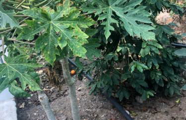 Casa Camino Tamadaba II (bottom home) - Foto 57