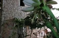 Pandera areopoli - Foto 10