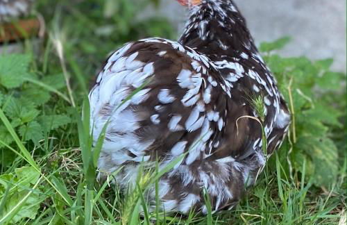 Jolie Tiny House sous les Grands Arbres - Photo 17