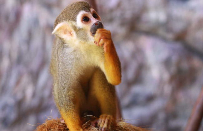 Visita guiada por Ecopark - Foto 6