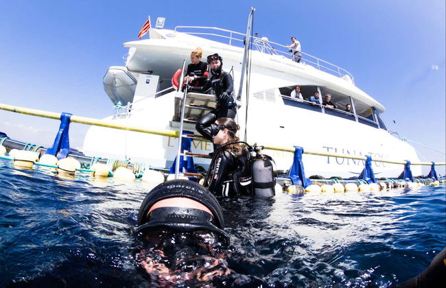 Nadar com atuns em L'Ametlla de Mar - Foto 5