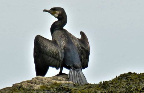 Corner Cwtch - Foto 21