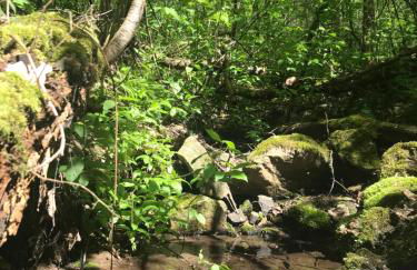 Das wilde Auwaldhaus - Foto 8