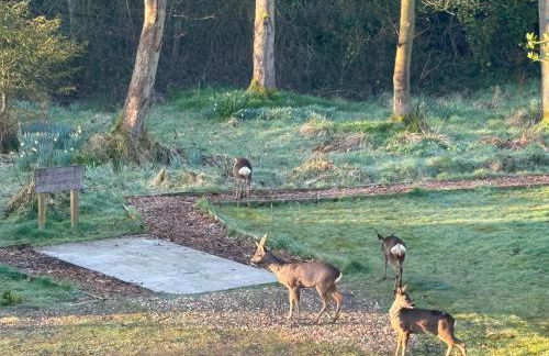 Deer View Cabin - Woodland, beaches and Hot tub - Foto 9