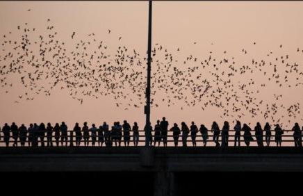 Stylish Retreat in Central Austin with Fire Pit - Foto 42