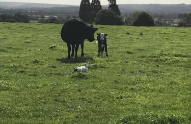 Rew Farm Country & Equestrian Accommodation - Sunrise Lodge - Foto 38