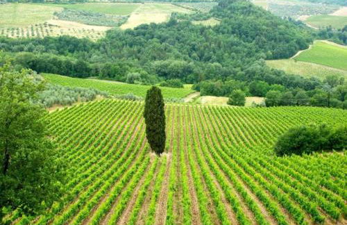 Tuscany Bliss: Garden Retreat - Foto 69