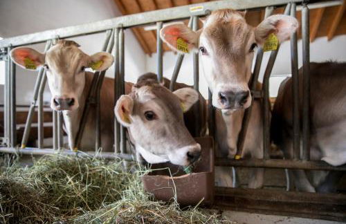 Agriturismo Malga Piè - Foto 40