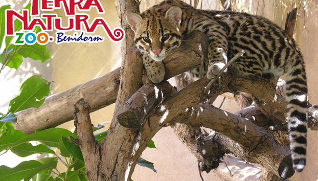 Terra Natura Benidorm - Special Winter Offer !! - Photo 4