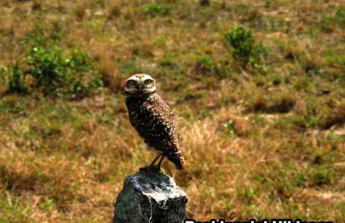 Residencial Hibiscos - Vista Mar - Foto 15