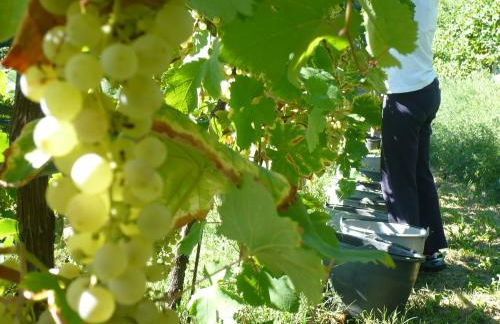 Agriturismo Vigneto Vecio - Foto 22