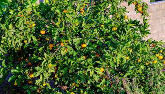 Casa Luisa - Foto 4, Garden view