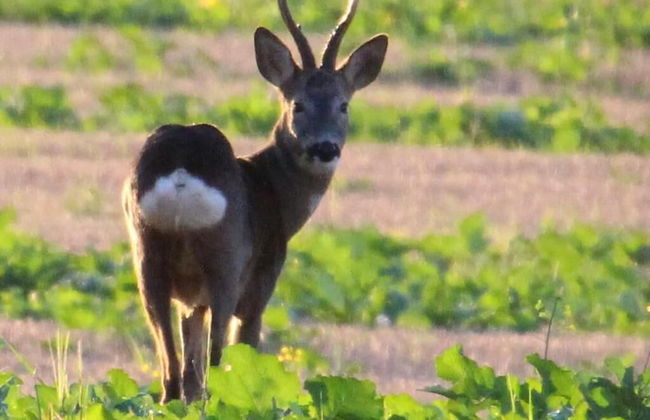 Netherton Farm Lodge - Foto 55