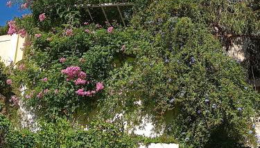 Studio indépendant terrasse entre mer et collines - Foto 2, Garden