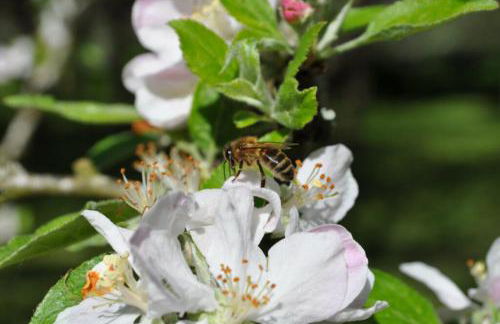Ti Aval - Gîte de charme à la campagne - côte de granit rose - Foto 27