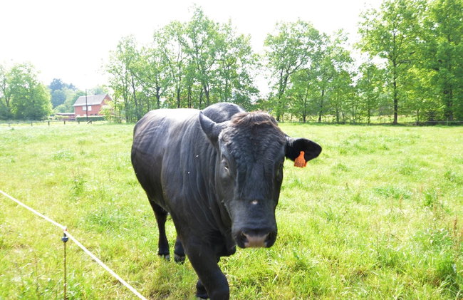 Holiday Home in Geel With Sauna - Foto 33