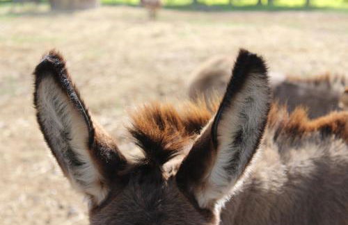 Agriturismo Silis - Foto 22