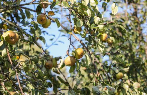 Orchard Cottage - Foto 31