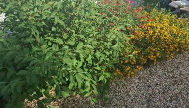 Páteo da Memória Casa do Pintor - Foto 2