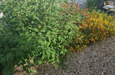 Páteo da Memória Casa do Pintor - Foto 2