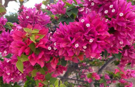 Ático de proa, en la mejor playa del Médano - Foto 38