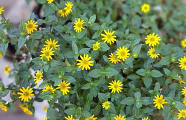 Ferienwohnung Gipfelstürmer - Foto 26