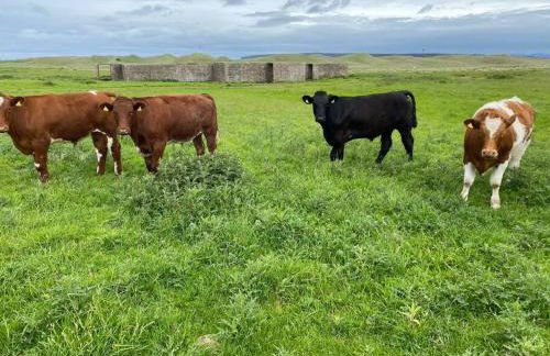 Sea View ,Cottage2 Dunnetbay accommodation - Foto 6