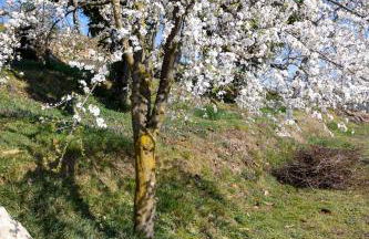 La Cascina dei Ciliegi - Foto 14