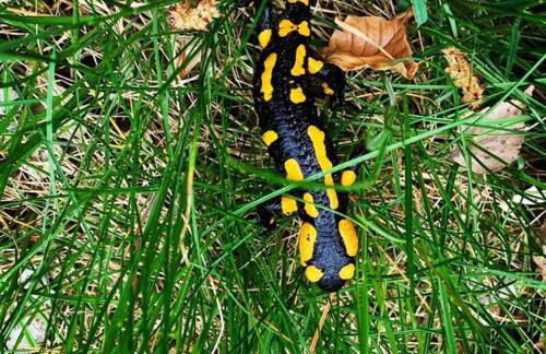 Ferienhaus Blumenwiese - Foto 12