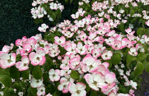 Apartment am Park - Foto 14