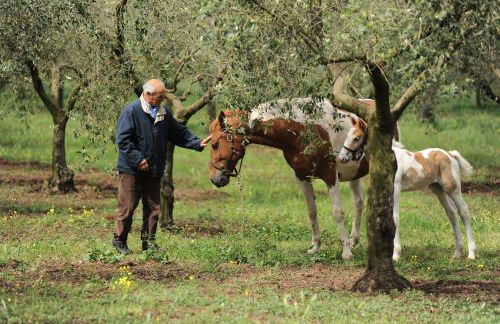 Agriturismo Frantoio Mafrica - Foto 21