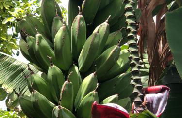 Tijarafe 2 - Foto 29