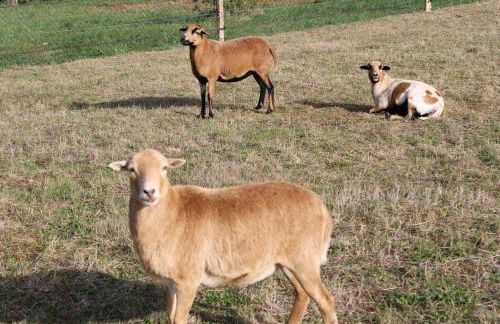 Evadez-vous à la ferme ! - Foto 35