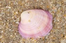 Casa Amarela Prumirim - Foto 4