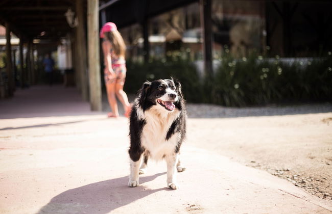 Hotel Fazenda Dona Francisca - Foto 76