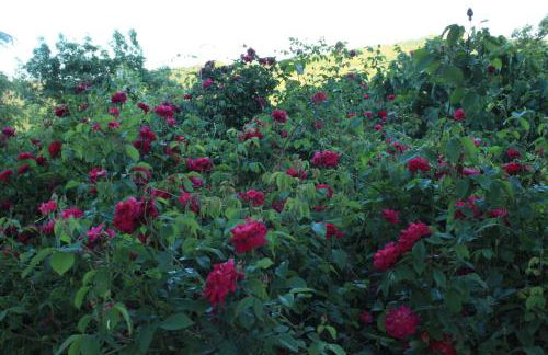 Chiesa Ignano 1778 - Photo 68