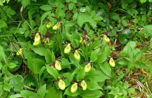 Apfelbluete und Paradies - Foto 15