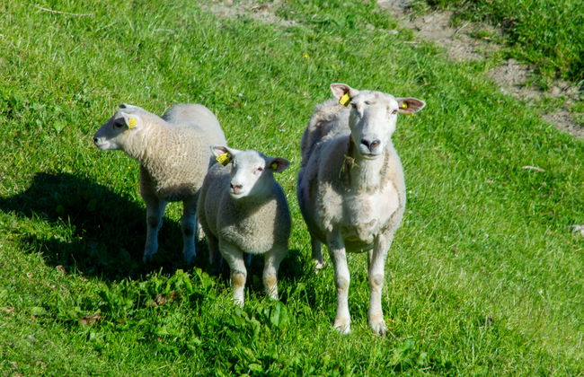 Tantestova - Foto 42