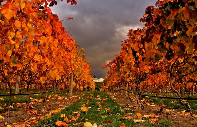 Vintners Retreat - Photo 47