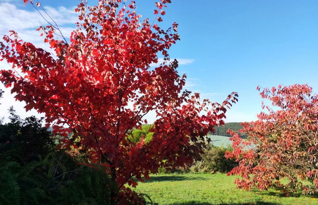 The Boomerangs - Foto 29