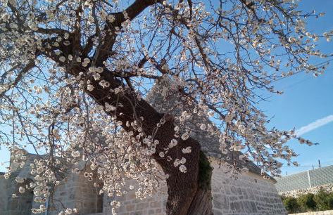 Trulli Lavermicocca - Foto 39