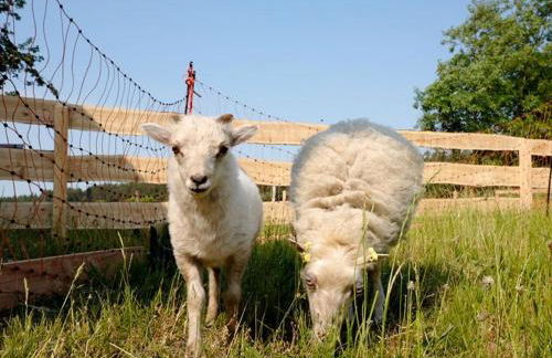 Ferienhaus Sommerwiese - ABC327 - Foto 15