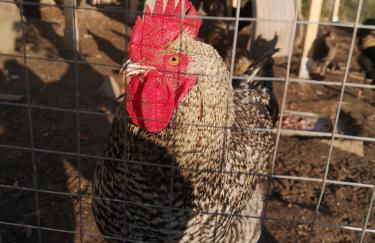 Gutshof und Ferienwohnung Proft - Foto 30