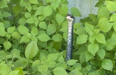 Cardinal vacations - Foto 11