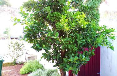 Villa Ghezzi Sea View - Foto 17