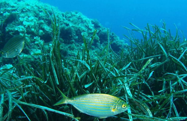 Apartamentos Cala Blanca - Photo 16